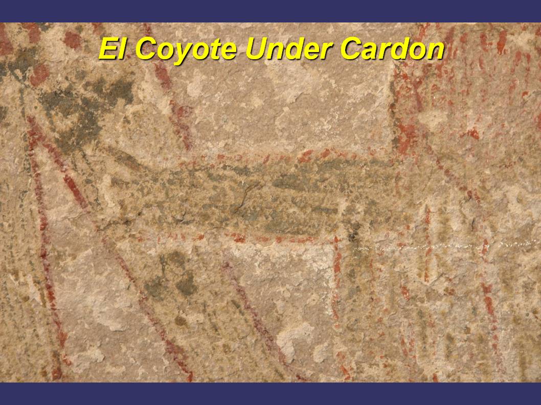 El Coyote is clearly under (i.e. older) than the cardon.